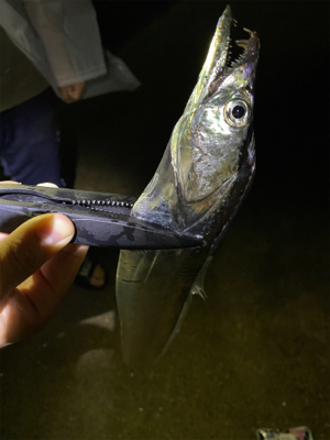 2021年太刀魚開幕