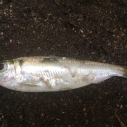 ノマセをしたら‥