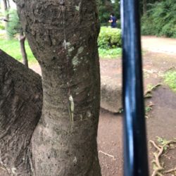 家族でクチボソ