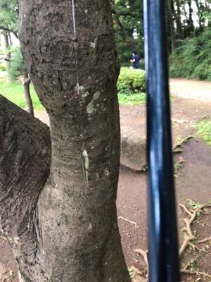 家族でクチボソ