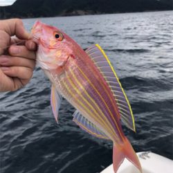 ライトジギング