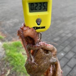 なんとか釣れました