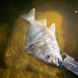 久しぶりの釣果