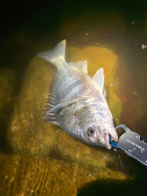 久しぶりの釣果
