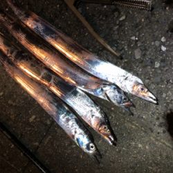 タチウオワインド