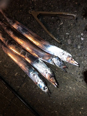 タチウオワインド