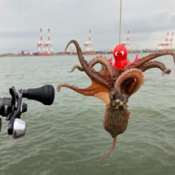 湾奥コスモ蛸最終戦。何とか4杯。。