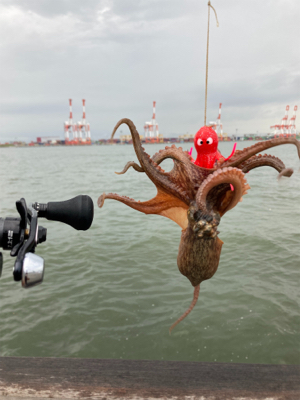 湾奥コスモ蛸最終戦。何とか4杯。。