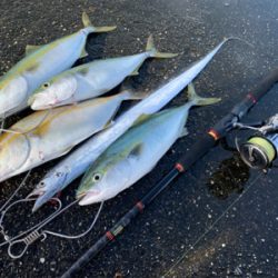 まさかの太刀魚とシオにツバスの3種釣り