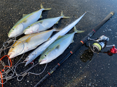まさかの太刀魚とシオにツバスの3種釣り