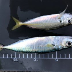 マアジはどこへ？