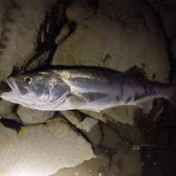 トップでランカーゲット