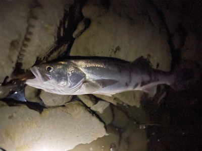 トップでランカーゲット
