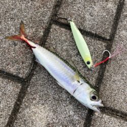 久々にショアジギ。無限に鯖。鯖。鯖。。。