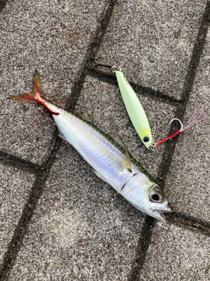 久々にショアジギ。無限に鯖。鯖。鯖。。。