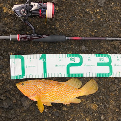 2021 佐渡ヶ島キジハタゲーム