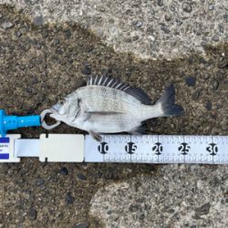 芳養でチヌ釣り