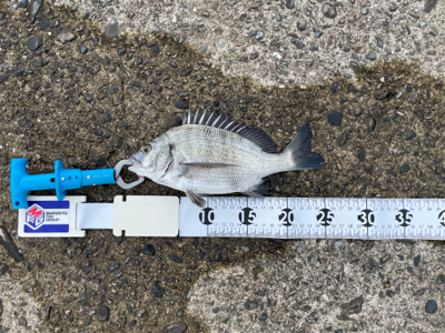 芳養でチヌ釣り