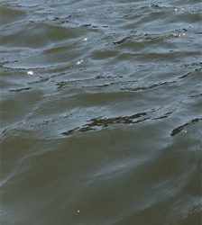 青物の活性高い日でした