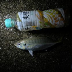 雨の中たくさん釣れた〜