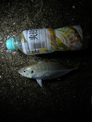 雨の中たくさん釣れた〜
