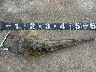 夏と言えばマゴチ