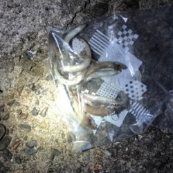 久々の釣り！キス狙い