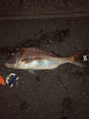 初ぶっ込み釣りでまさかの大物！