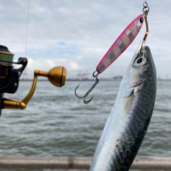 湾奥コスモは今朝も小鯖。小鯖。たまーに中鯖。