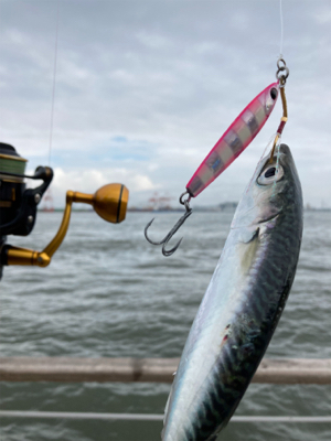湾奥コスモは今朝も小鯖。小鯖。たまーに中鯖。