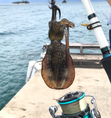 今年初アオリイカ釣行！