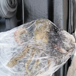 ラストスパートタコ2