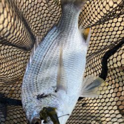 チニング チニング 難しいなー