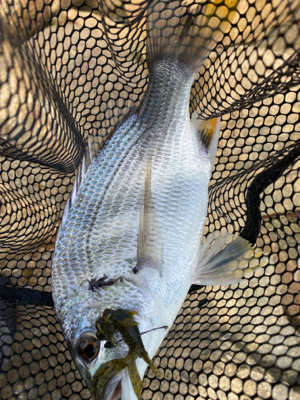 チニング チニング 難しいなー