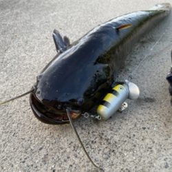 会社帰りにハンドメイドルアーでナマジング