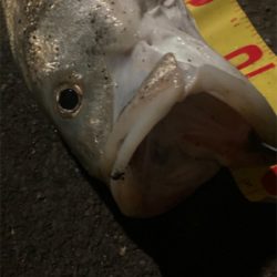 ようやくランカーサイズ