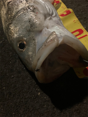 ようやくランカーサイズ