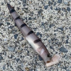 餌釣りでまさかの魚！