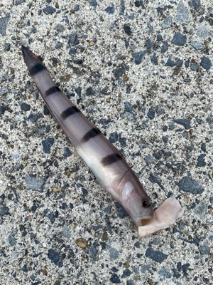 餌釣りでまさかの魚！