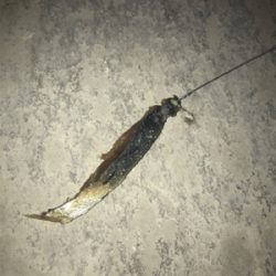 タチウオ始まってました。