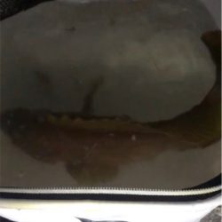 須磨一文字 奇跡の1匹