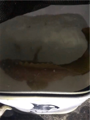 須磨一文字 奇跡の1匹