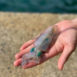 アオリイカ釣査