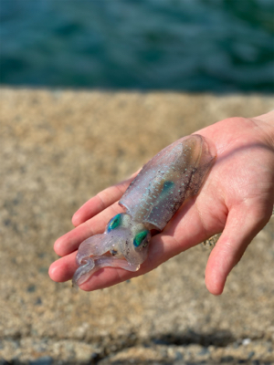 アオリイカ釣査