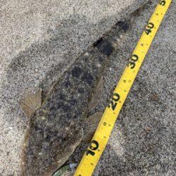 灼熱のマゴチ祭り