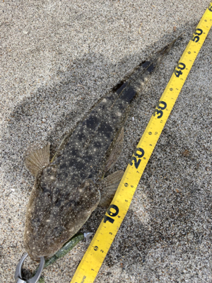 灼熱のマゴチ祭り