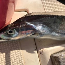 あちこちジギング