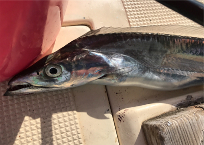 あちこちジギング