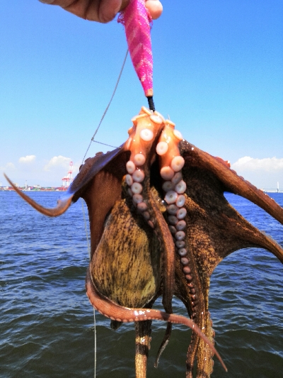 シーズン終盤でタコ5