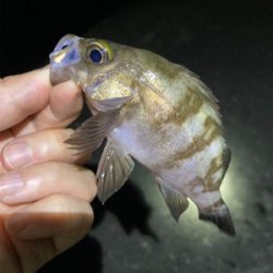 メバルが釣れました